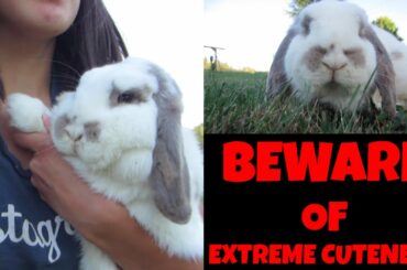 Phoebe's Adventure - RAW FOOTAGE of WILDLY CUTE Bunny Wabbit