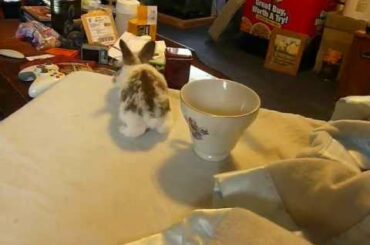 baby bunny so cute!!