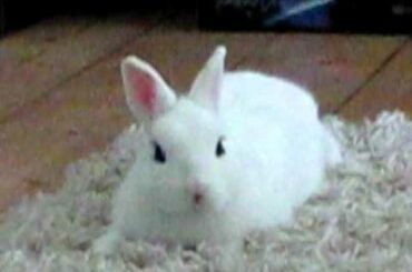 cute bunny chilling and eats poop