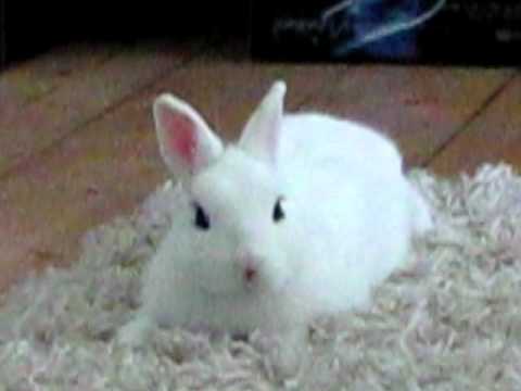 cute bunny chilling and eats poop