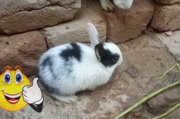 Rabbit - A Funny And Cute Bunny Videos Compilation || NEW HD video 2018