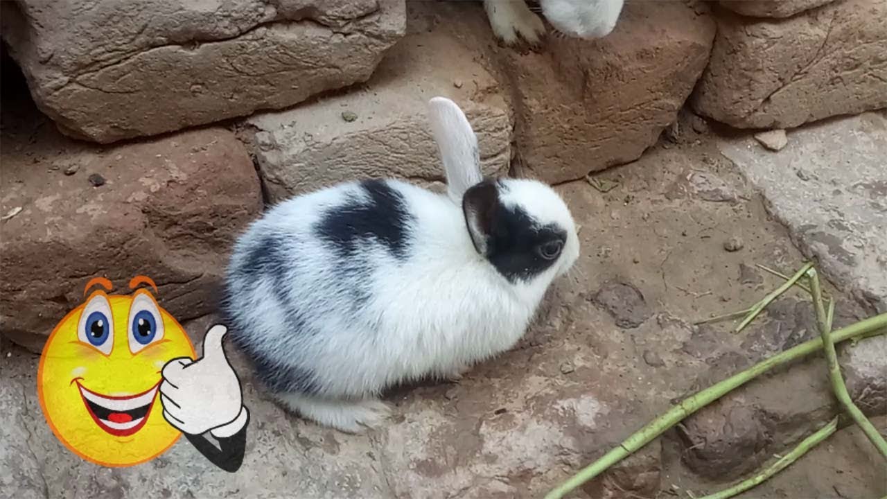 Rabbit - A Funny And Cute Bunny Videos Compilation || NEW HD video 2018