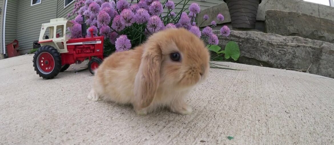 Tractor Music Video Featuring Six Holland Lop Baby Bunnies