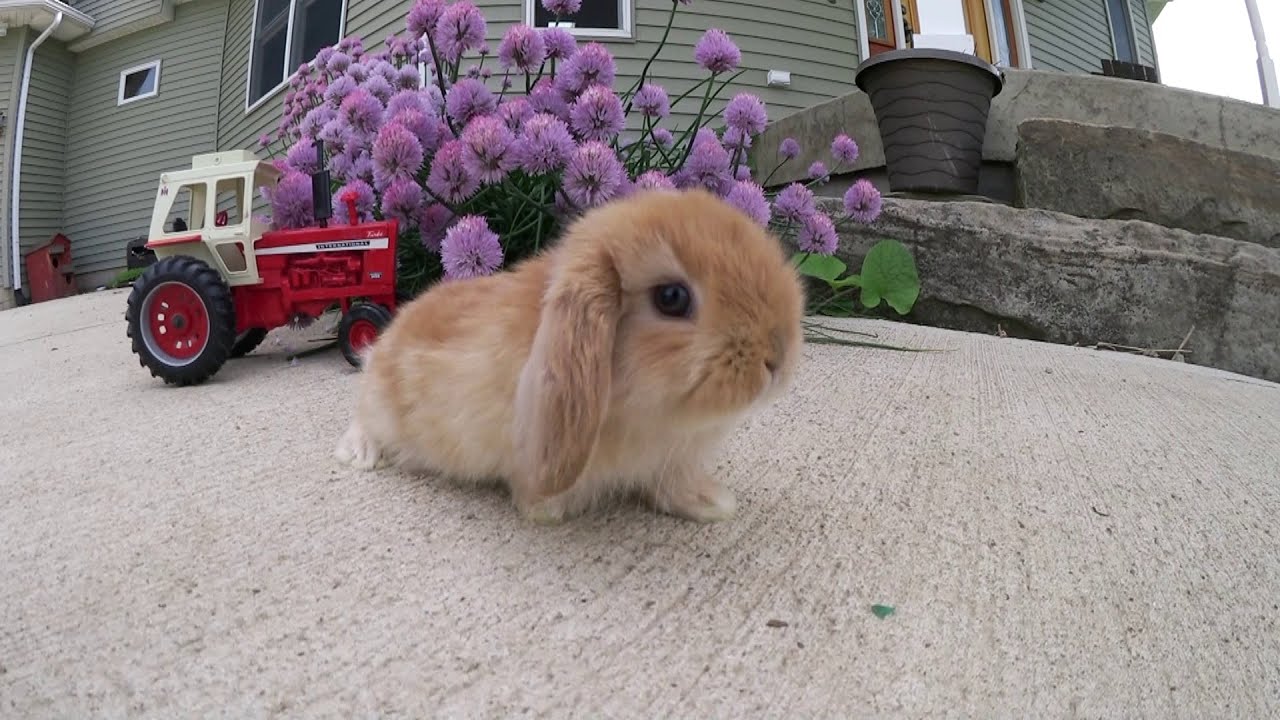 Tractor Music Video Featuring Six Holland Lop Baby Bunnies