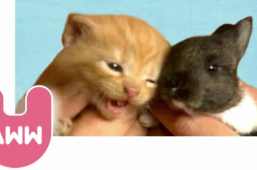 Cat Adopts Baby Rabbit