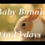 Baby Bunny Life Cycle: 0-13 Days.