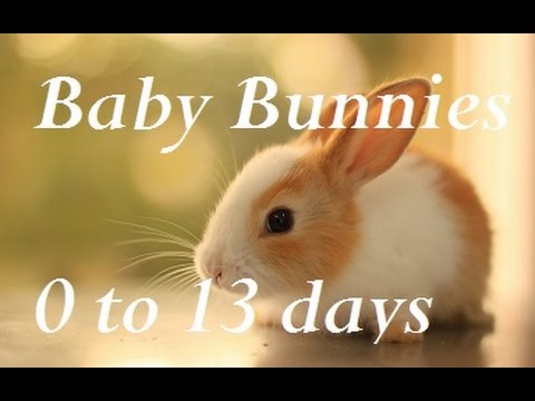 Baby Bunny Life Cycle: 0-13 Days.