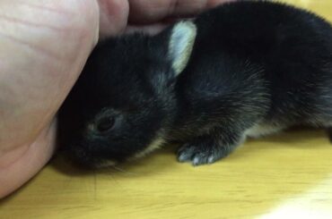 cute baby bunny rabbit ❤️　かわいいうさぎの赤ちゃん