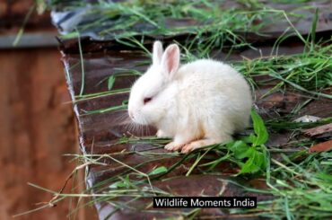 CUTE BUNNY RABBIT MAXIMUS : WILL HE TAKE THE JUMP ???