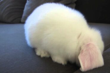 Dramatic Bunny Vacuum!