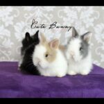 Dica Cute Bunny -  A Chegada do Mini Coelho