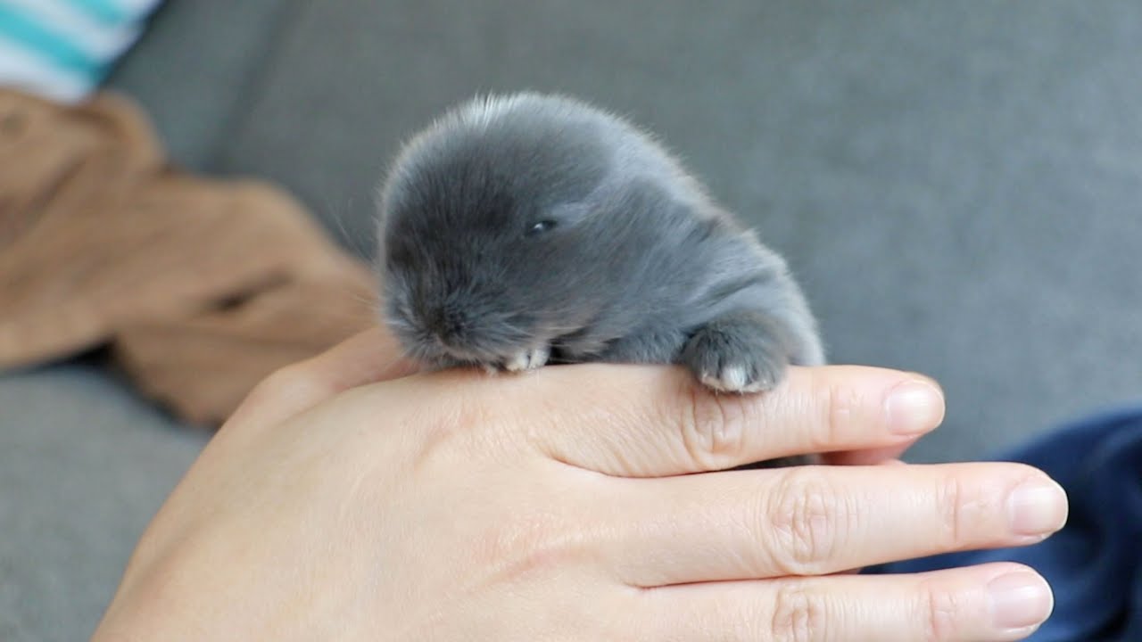 Cute Little Bunny!