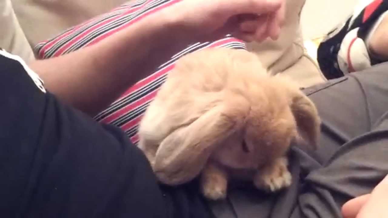 Cute Bunny Rabbit Falling Over