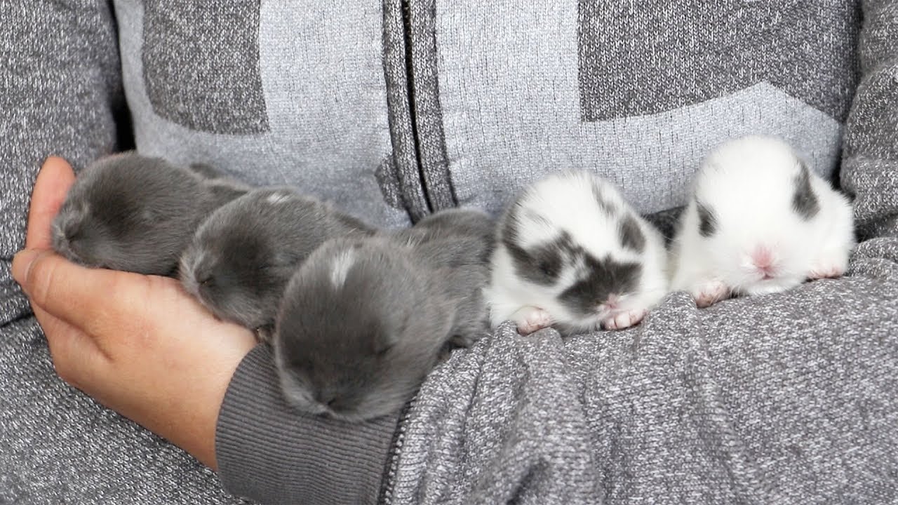 Hugging Baby Bunnies