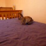 Cute bunny binkies on the bed