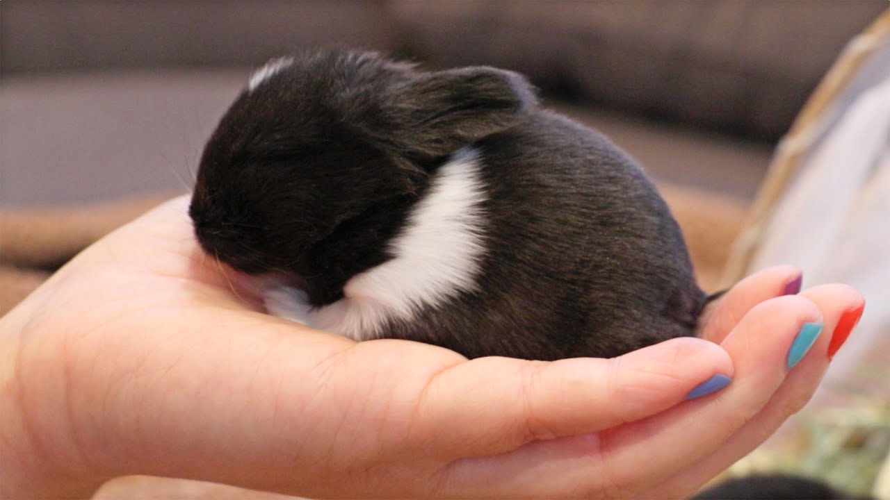Newborn Baby Bunny Loves to be Held