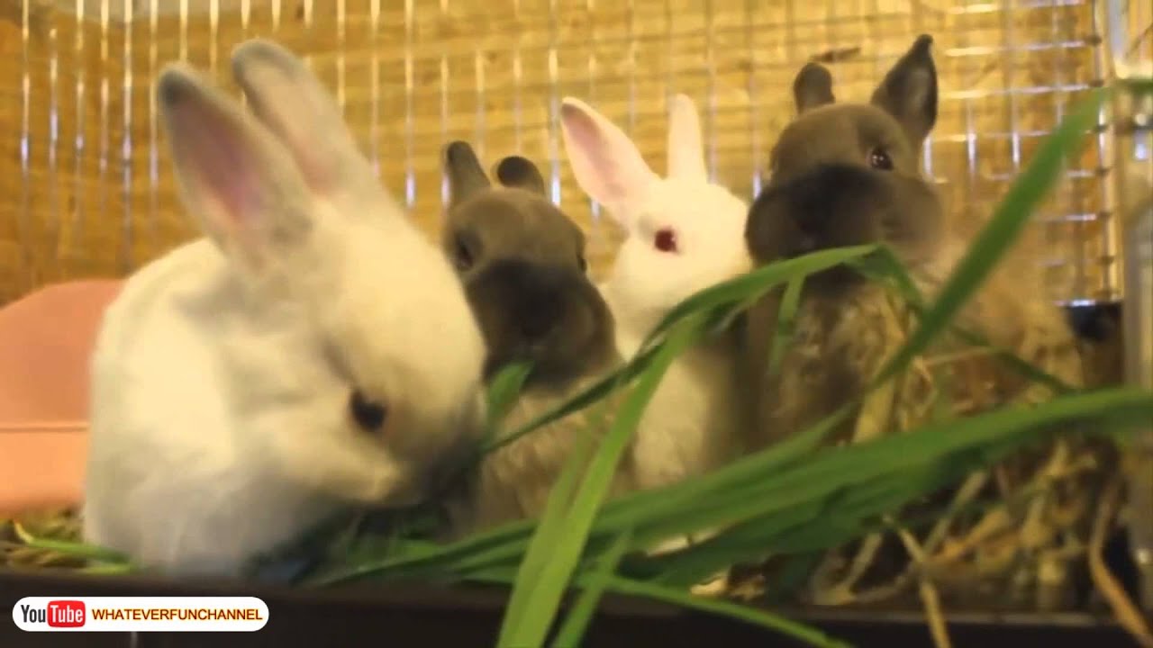 New Cute Bunny Compilation 2015 - Funny Bunnies Videos
