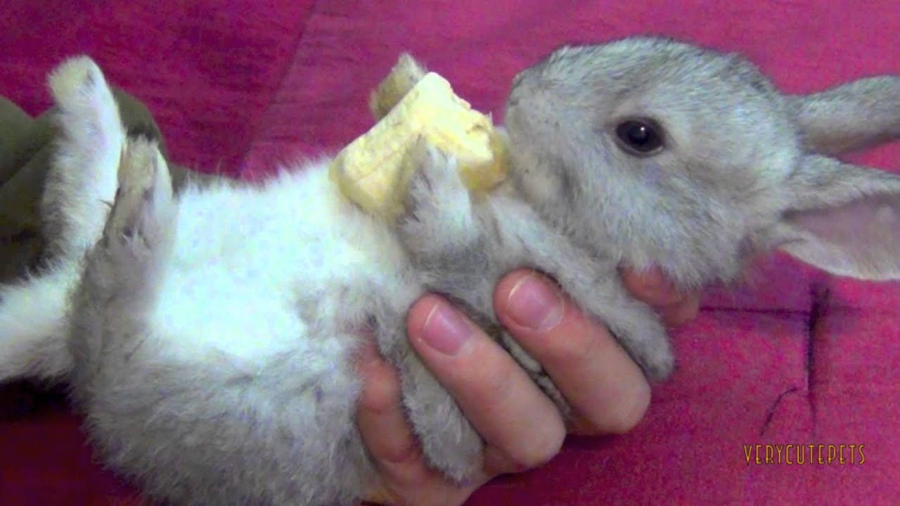 Cute Baby Bunny Eating Banana - Close Up
