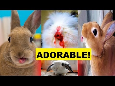 Adorable Bunnies Compilation 2019 | Baby bunnies 2019 | Cutest bunnies 2019
