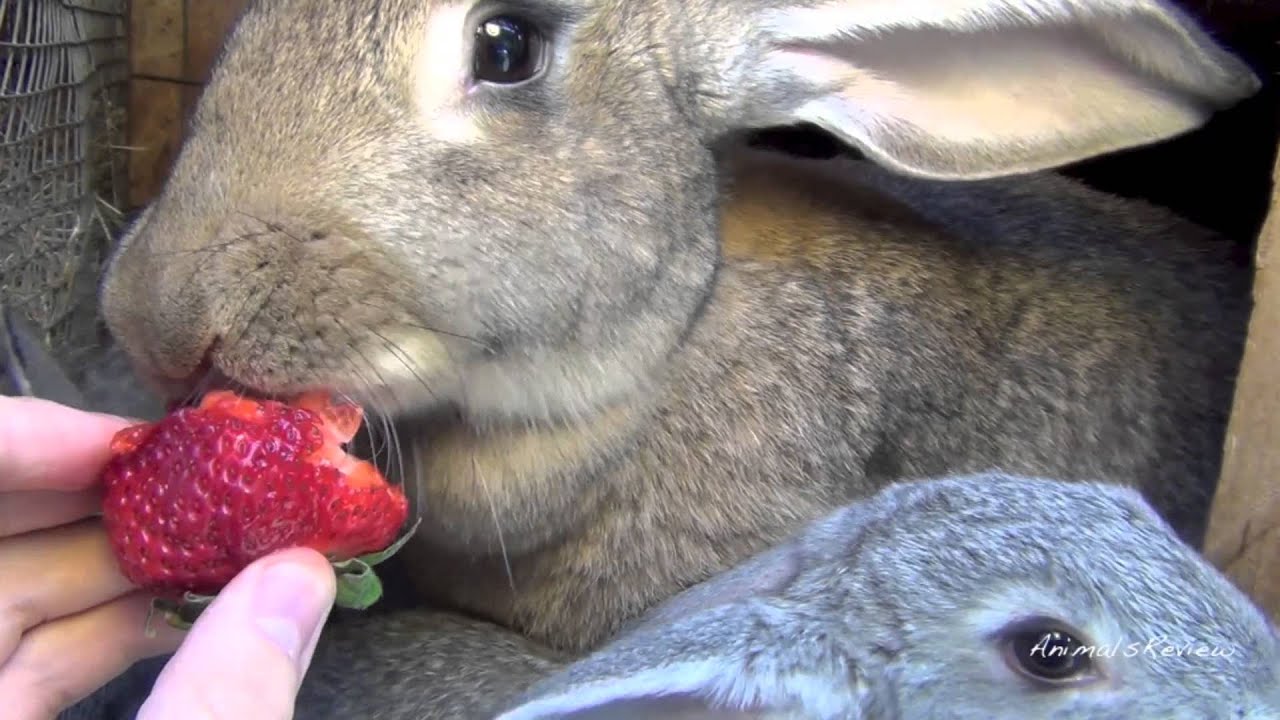 Big Flemish Giant Bunny Rabbit with babies are eating strawberry