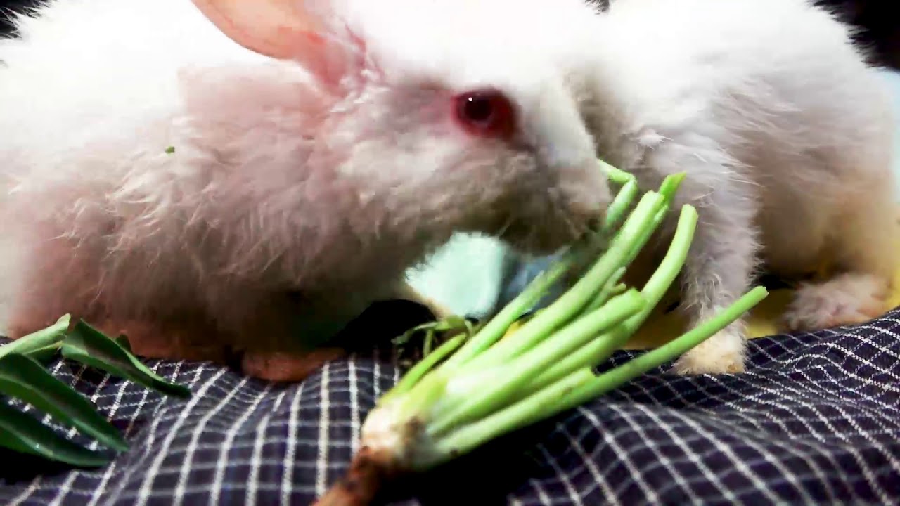 Funny Baby Bunny Rabbit Videos Compilation - Cute Rabbits || Lion Media