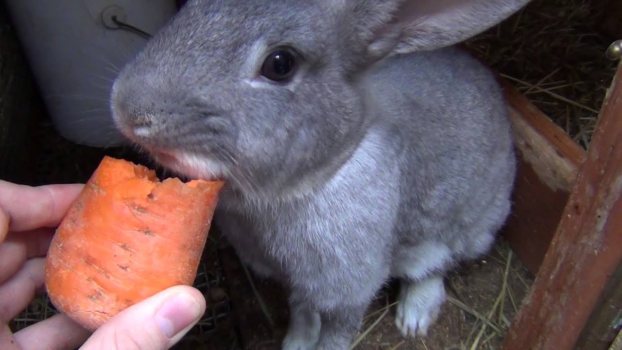 Кормление кролика морковкой