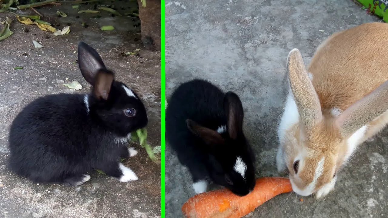 Cute Bunny And Rabbit