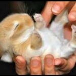 Cute Little Bunnies Feeding - Adorable Bunny Video