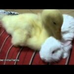 Duckling Meets Bunny