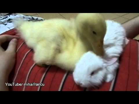 Duckling Meets Bunny