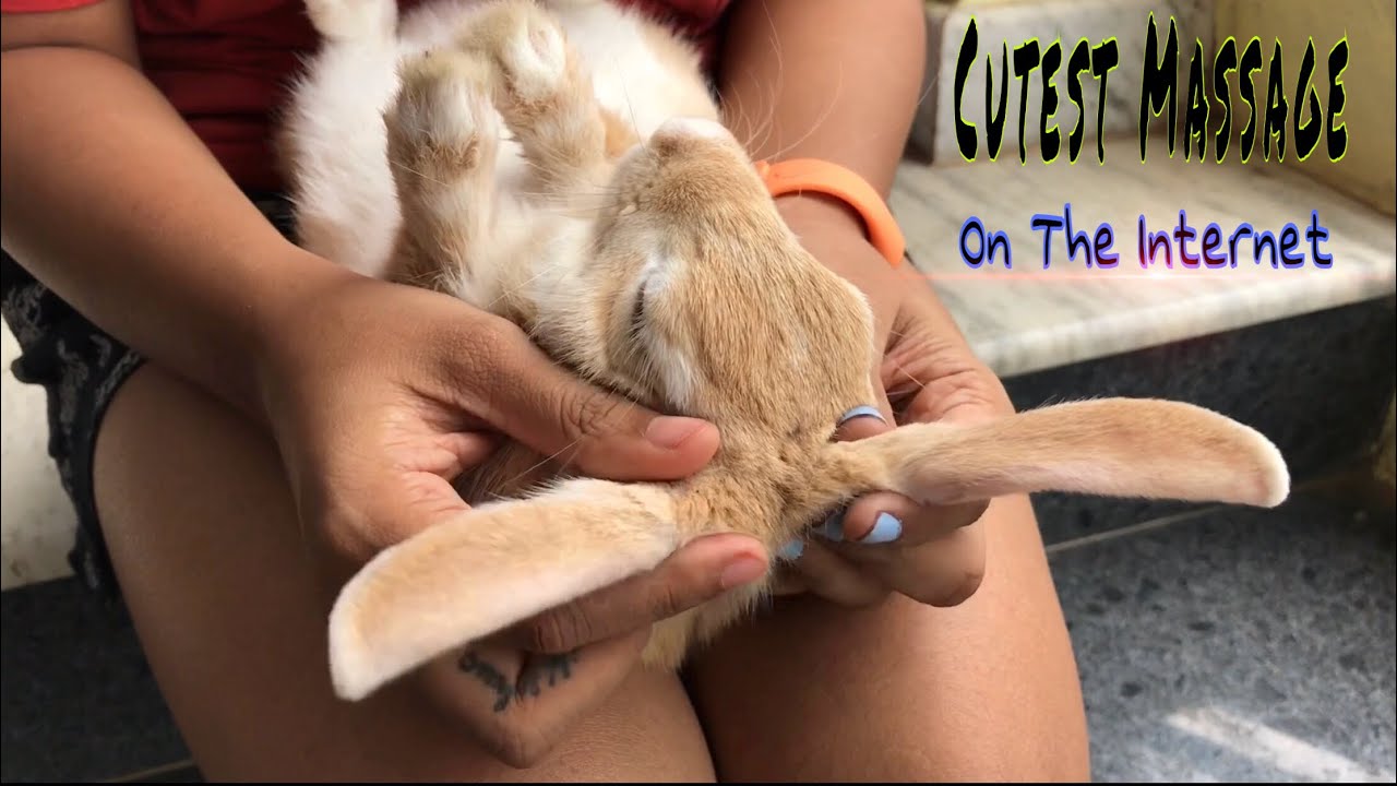 Cute Bunny Rabbit Full Body Massage | ASMR | Puremassageworld