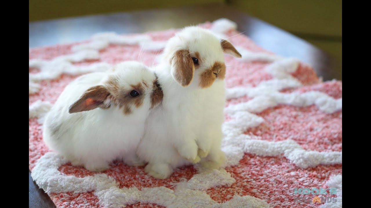 Cute Baby Holland Lop Bunnies Playing Inside the House
