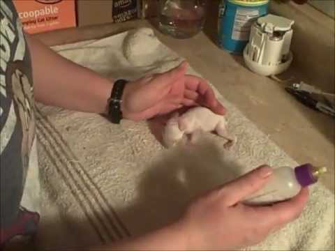 How to raise a baby bunny without a momma rabbit, Part 1