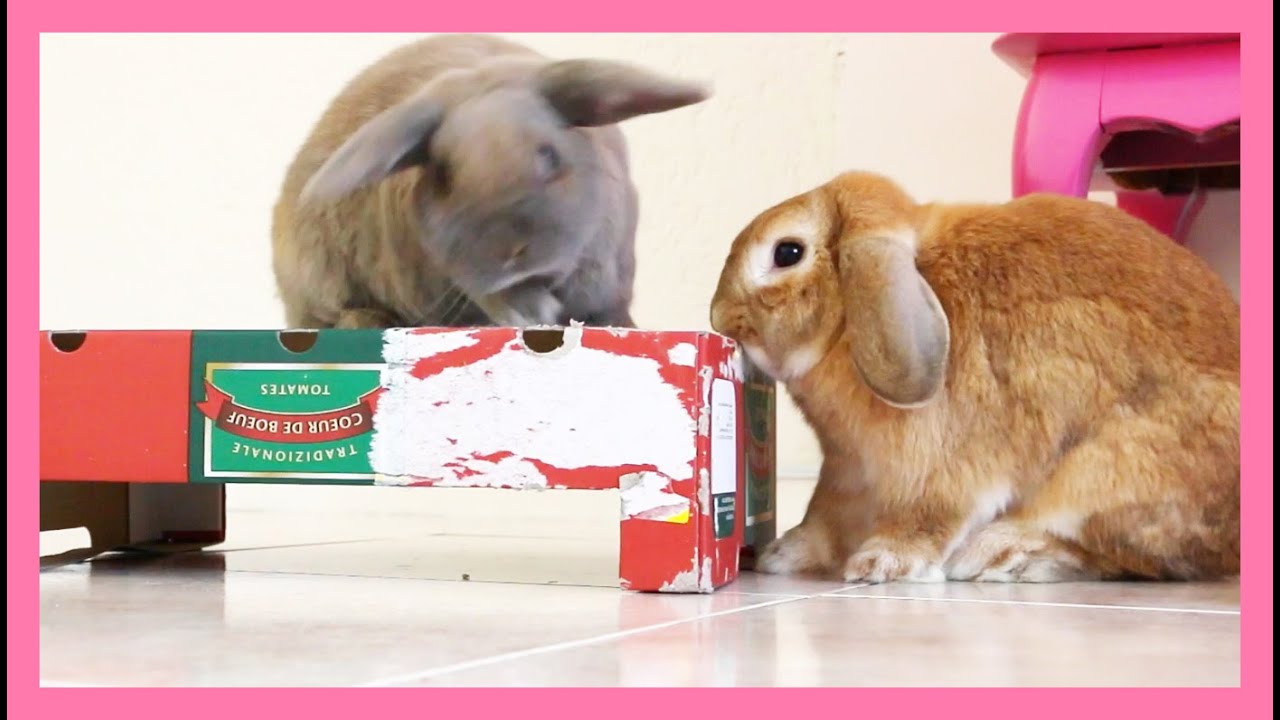Bubbles & Bailey | Funny and Cute Bunny Rabbit