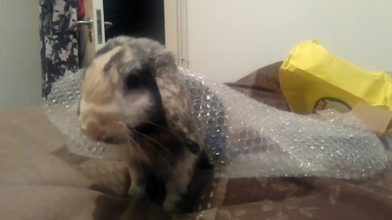 Super Cute Bunny VS Bubble wrap :) Funny