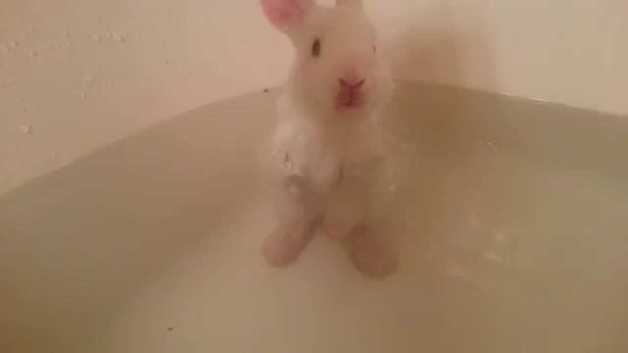 Baby Bunny Bath Time