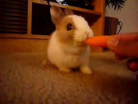 cute bunny