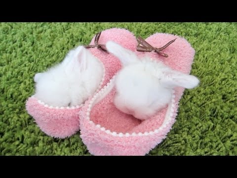 The Cutest Baby Bunnies - You will NOT believe they're real!