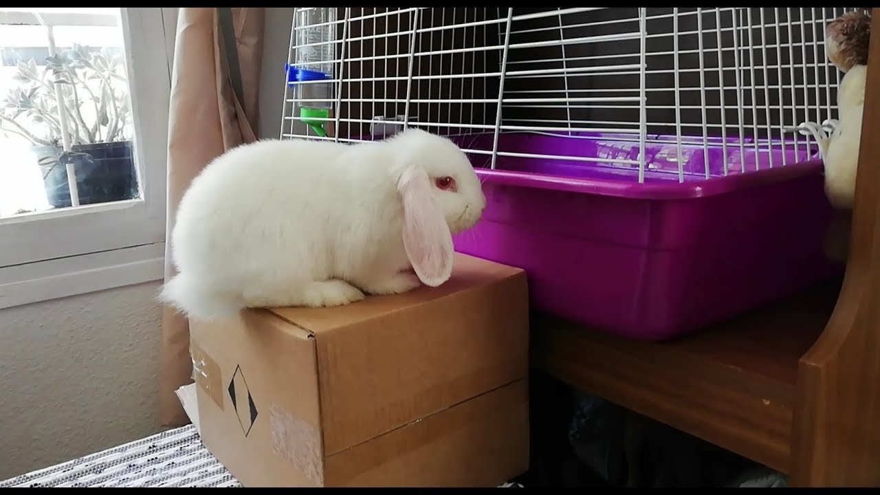 Conejo saltando a su nueva jaula! Funny rabbit. Cute bunny.