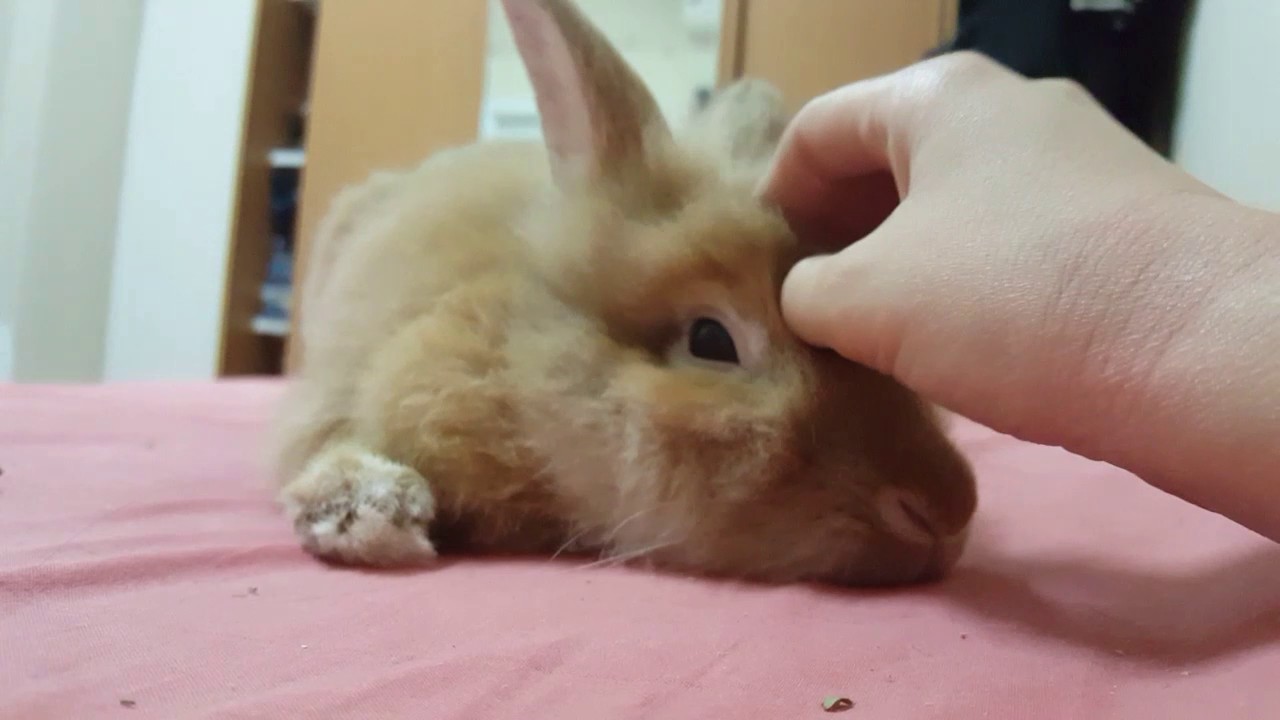 cute bunny demands petting !