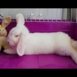 Conejo feliz y tranquilo descansando , Cute bunny. 🐇