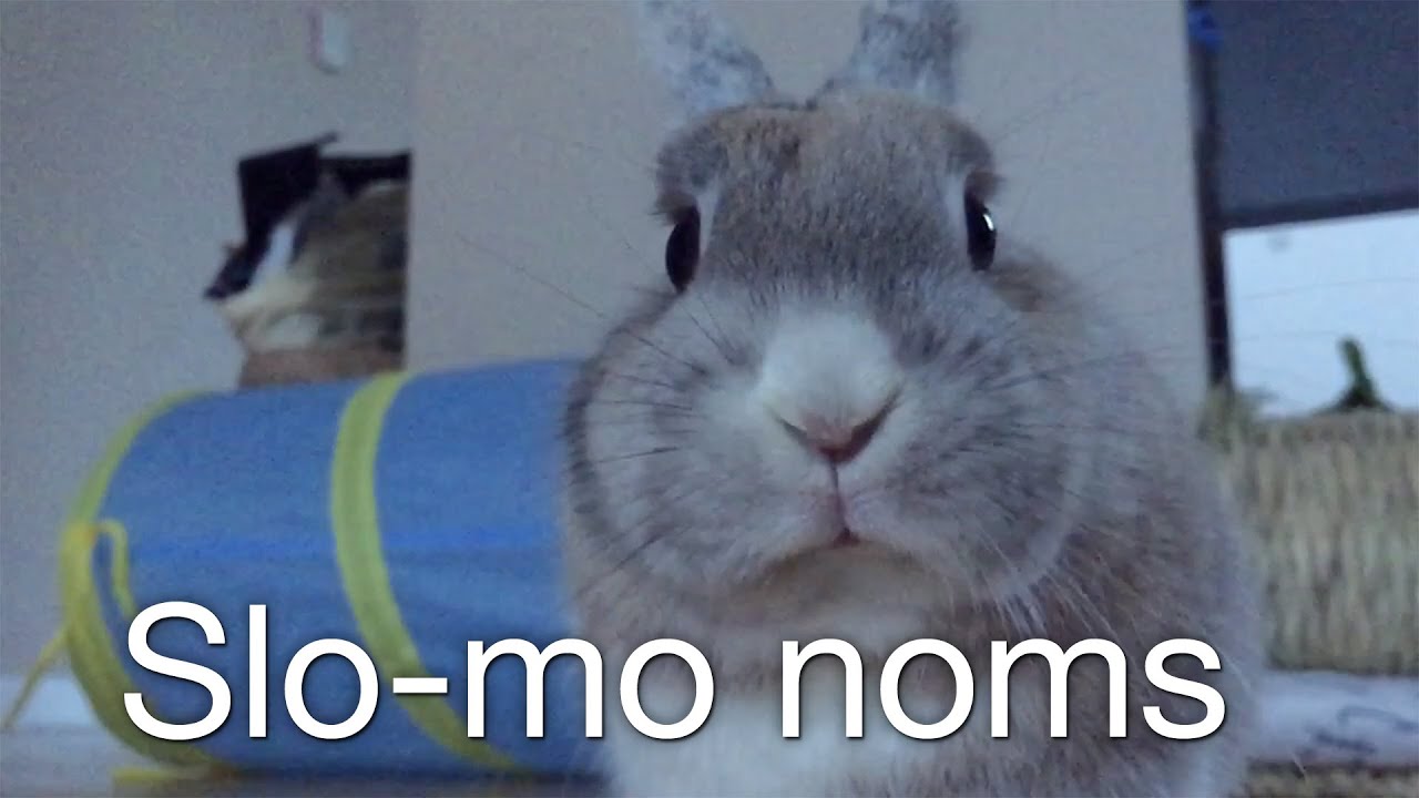 Cute Bunny Slow Motion Chewing