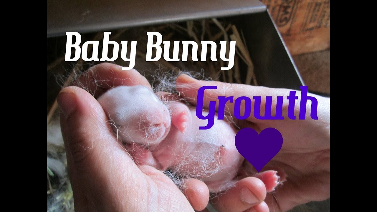 Baby Bunny Growth of 4 Months (TIMELAPSE)