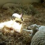 Cute Baby Sheep and Bunny Rabbit