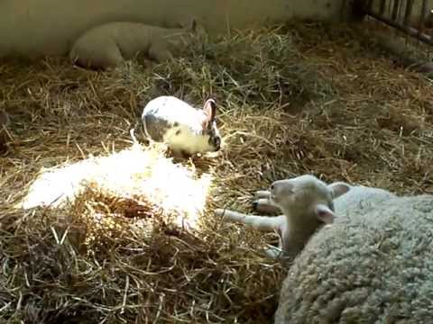 Cute Baby Sheep and Bunny Rabbit