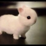 Cute Bunny Eating Carrot – Rabbit- Cute Bunny Video (cute rabbit eating carrot)