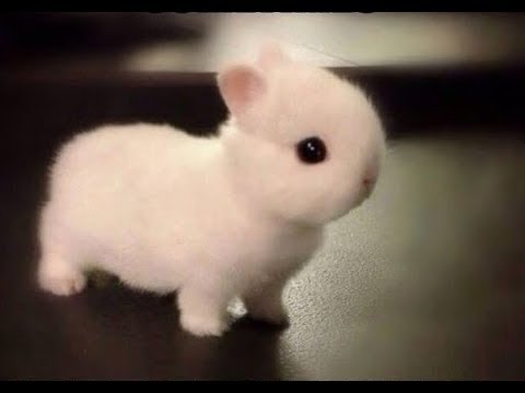 Cute Bunny Eating Carrot – Rabbit- Cute Bunny Video (cute rabbit eating carrot)