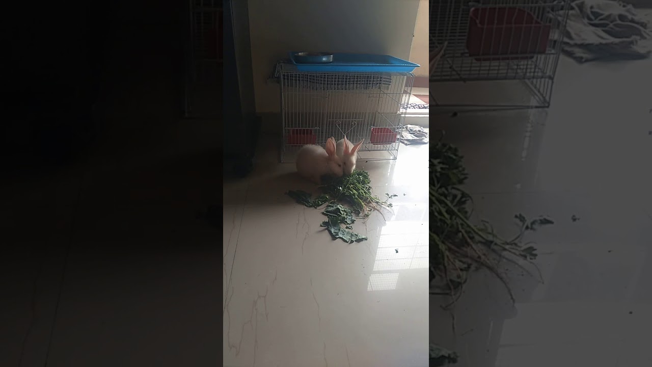 Baby bunny eating. So cute