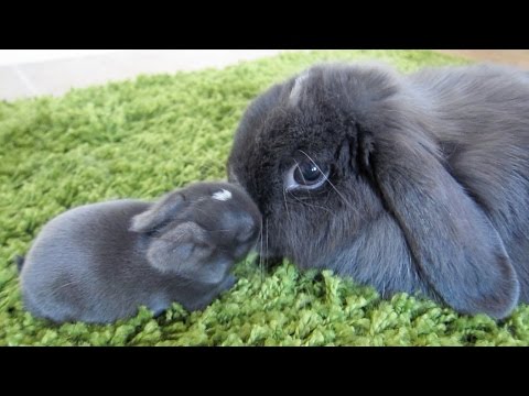 Baby Bunny Gets Cleaned!