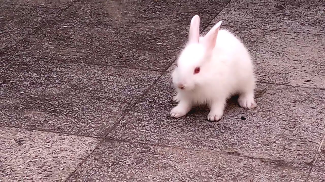 Cute Bunny Rabbit Videos | Who Else Wants To Enjoy RABBIT VIDEOS | Rabbit Videos For Baby